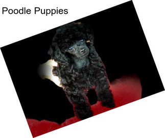 Poodle Puppies