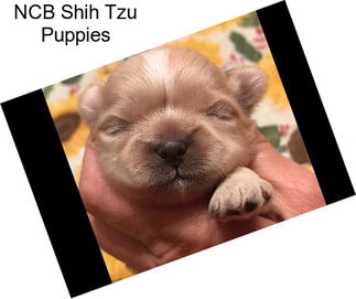 NCB Shih Tzu Puppies