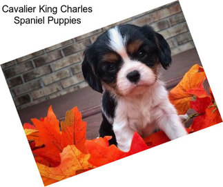 Cavalier King Charles Spaniel Puppies