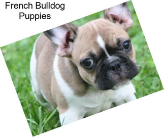 French Bulldog Puppies