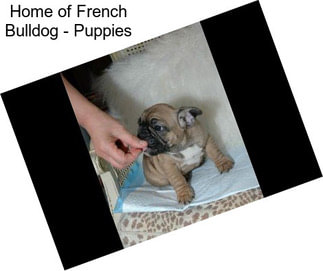 Home of French Bulldog - Puppies