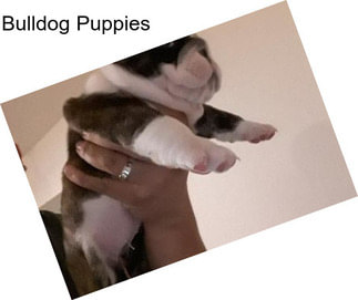 Bulldog Puppies