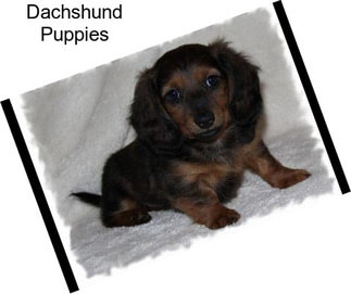 Dachshund Puppies