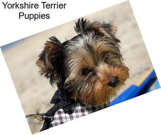 Yorkshire Terrier Puppies