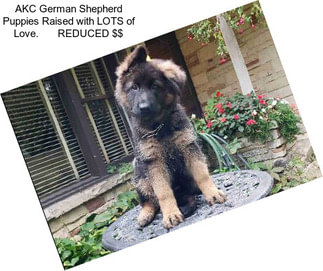AKC German Shepherd Puppies Raised with LOTS of Love.       REDUCED $$