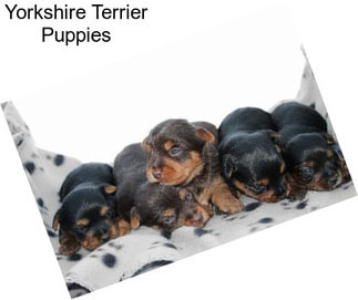 Yorkshire Terrier Puppies