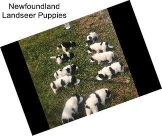 Newfoundland Landseer Puppies