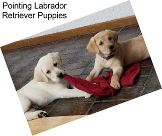 Pointing Labrador Retriever Puppies