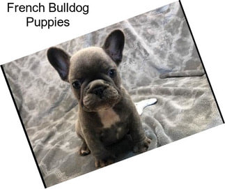 French Bulldog Puppies