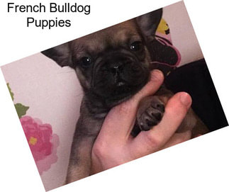 French Bulldog Puppies