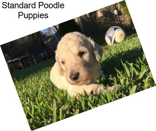 Standard Poodle Puppies