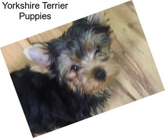 Yorkshire Terrier Puppies