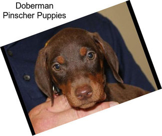 Doberman Pinscher Puppies