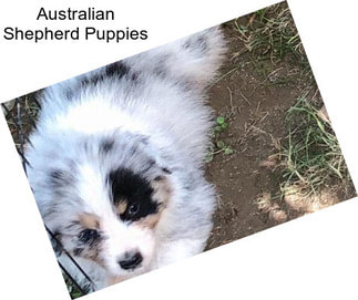 Australian Shepherd Puppies