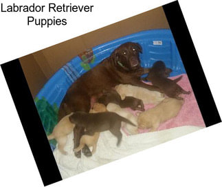 Labrador Retriever Puppies