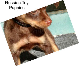 Russian Toy Puppies