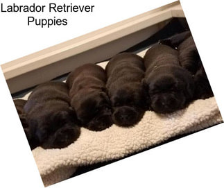 Labrador Retriever Puppies