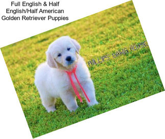 Full English & Half English/Half American Golden Retriever Puppies