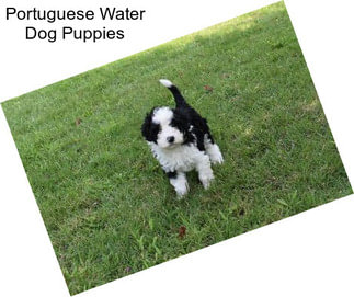 Portuguese Water Dog Puppies