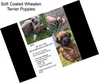 Soft Coated Wheaten Terrier Puppies