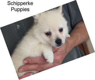 Schipperke Puppies