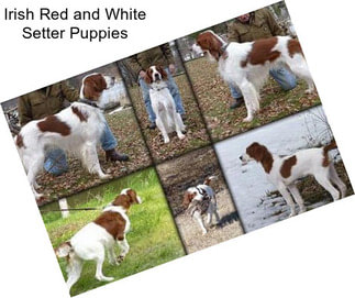 Irish Red and White Setter Puppies