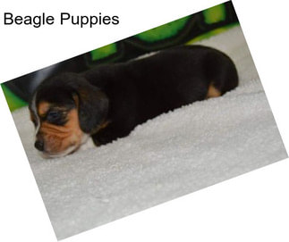 Beagle Puppies