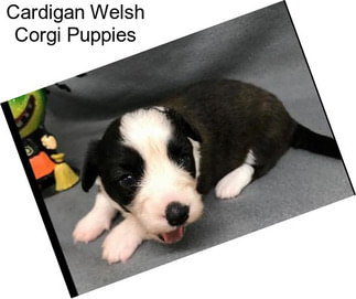 Cardigan Welsh Corgi Puppies