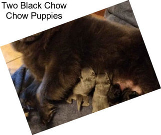 Two Black Chow Chow Puppies