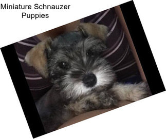 Miniature Schnauzer Puppies