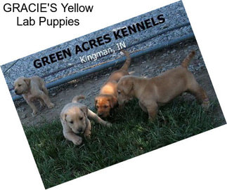 GRACIE\'S Yellow Lab Puppies