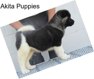 Akita Puppies