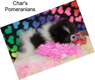 Char\'s Pomeranians