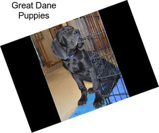 Great Dane Puppies