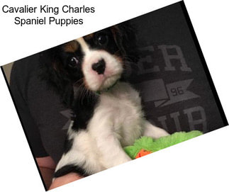 Cavalier King Charles Spaniel Puppies