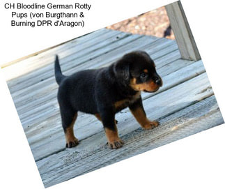 CH Bloodline German Rotty Pups (von Burgthann & Burning DPR d\'Aragon)