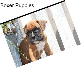 Boxer Puppies