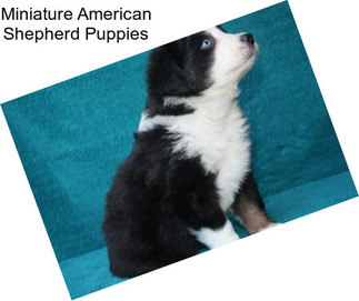 Miniature American Shepherd Puppies