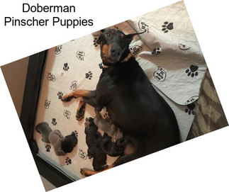 Doberman Pinscher Puppies