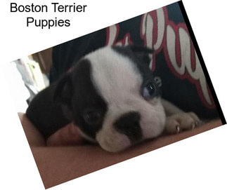 Boston Terrier Puppies