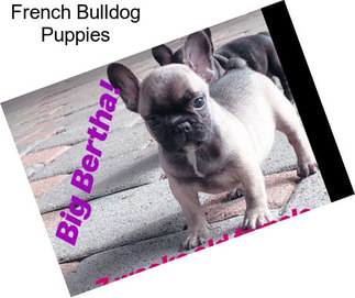 French Bulldog Puppies