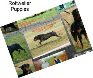 Rottweiler Puppies