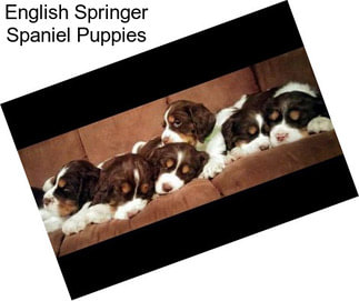 English Springer Spaniel Puppies