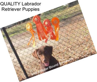 QUALITY Labrador Retriever Puppies