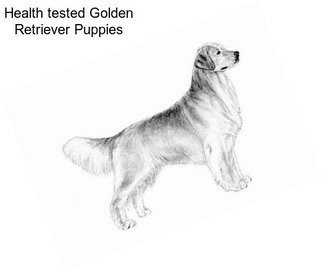 Health tested Golden Retriever Puppies