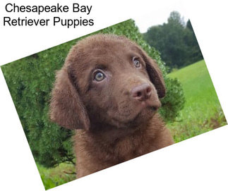 Chesapeake Bay Retriever Puppies