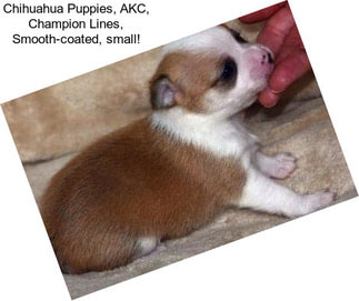 Chihuahua Puppies, AKC, Champion Lines, Smooth-coated, small!