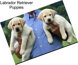 Labrador Retriever Puppies