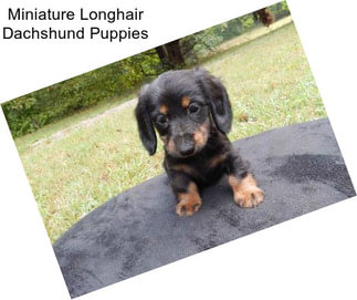 Miniature Longhair Dachshund Puppies
