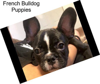 French Bulldog Puppies